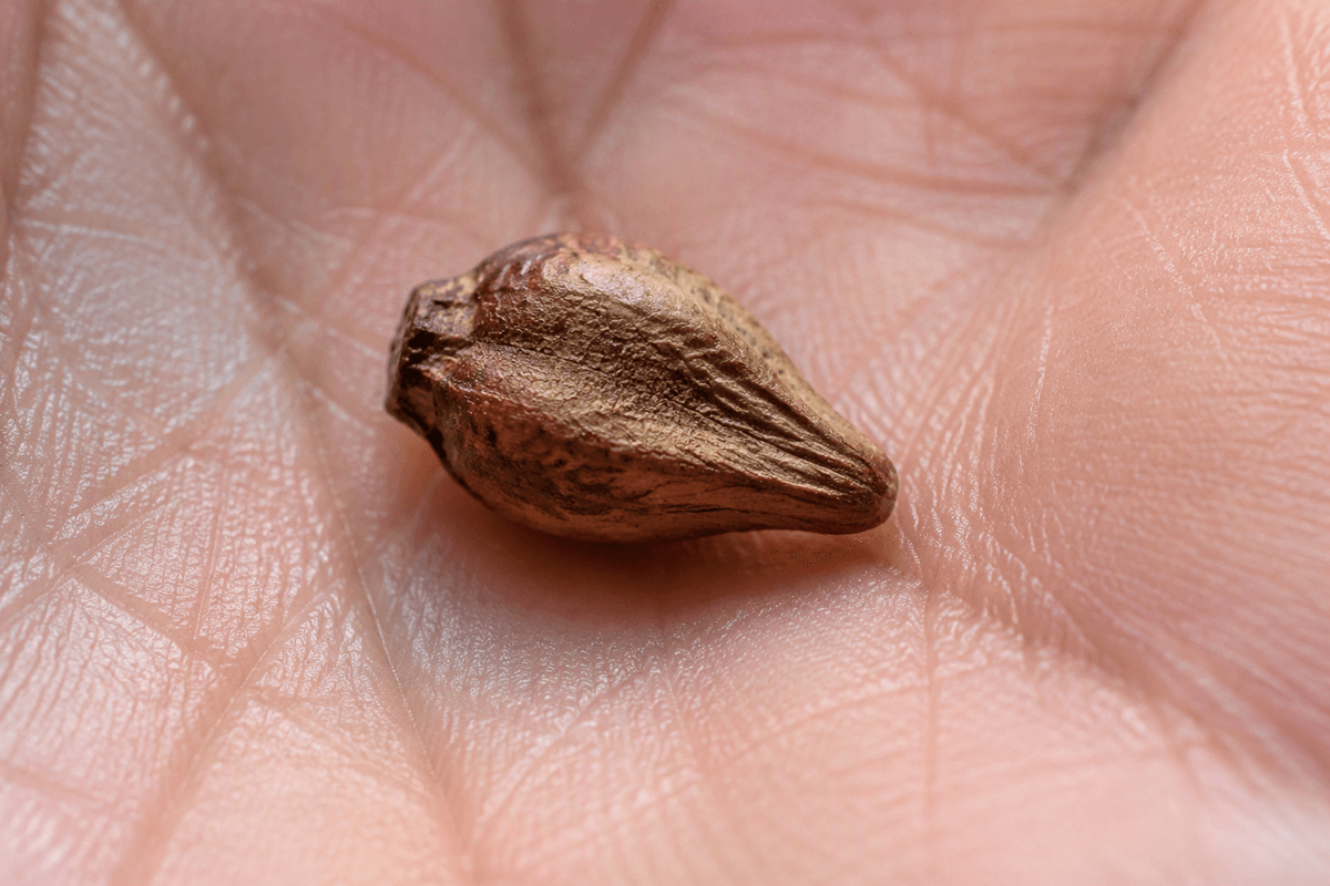 What grape seeds are made of in practice